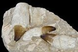 Three, Huge Rooted Mosasaur Teeth In Rock - Morocco #115782-6